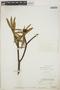 Euphorbia gymnonota Urb., BAHAMAS, P. Wilson 7626, F