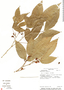 Paullinia cururu L., Costa Rica, R. Aguilar 342, F