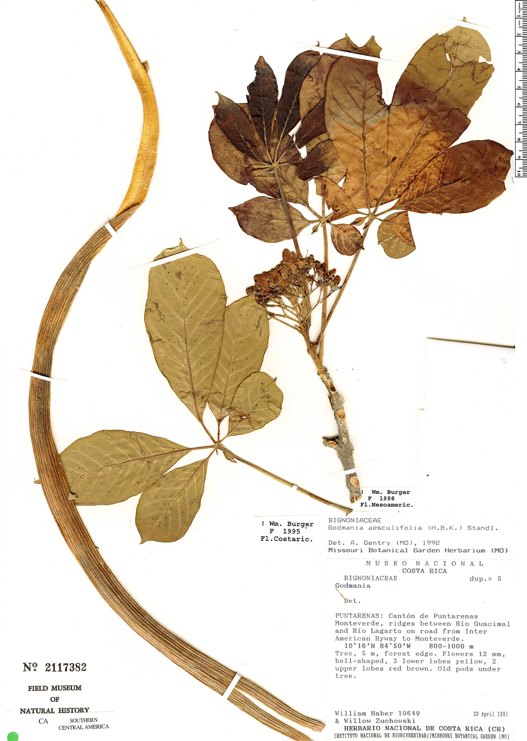 Godmania aesculifolia image