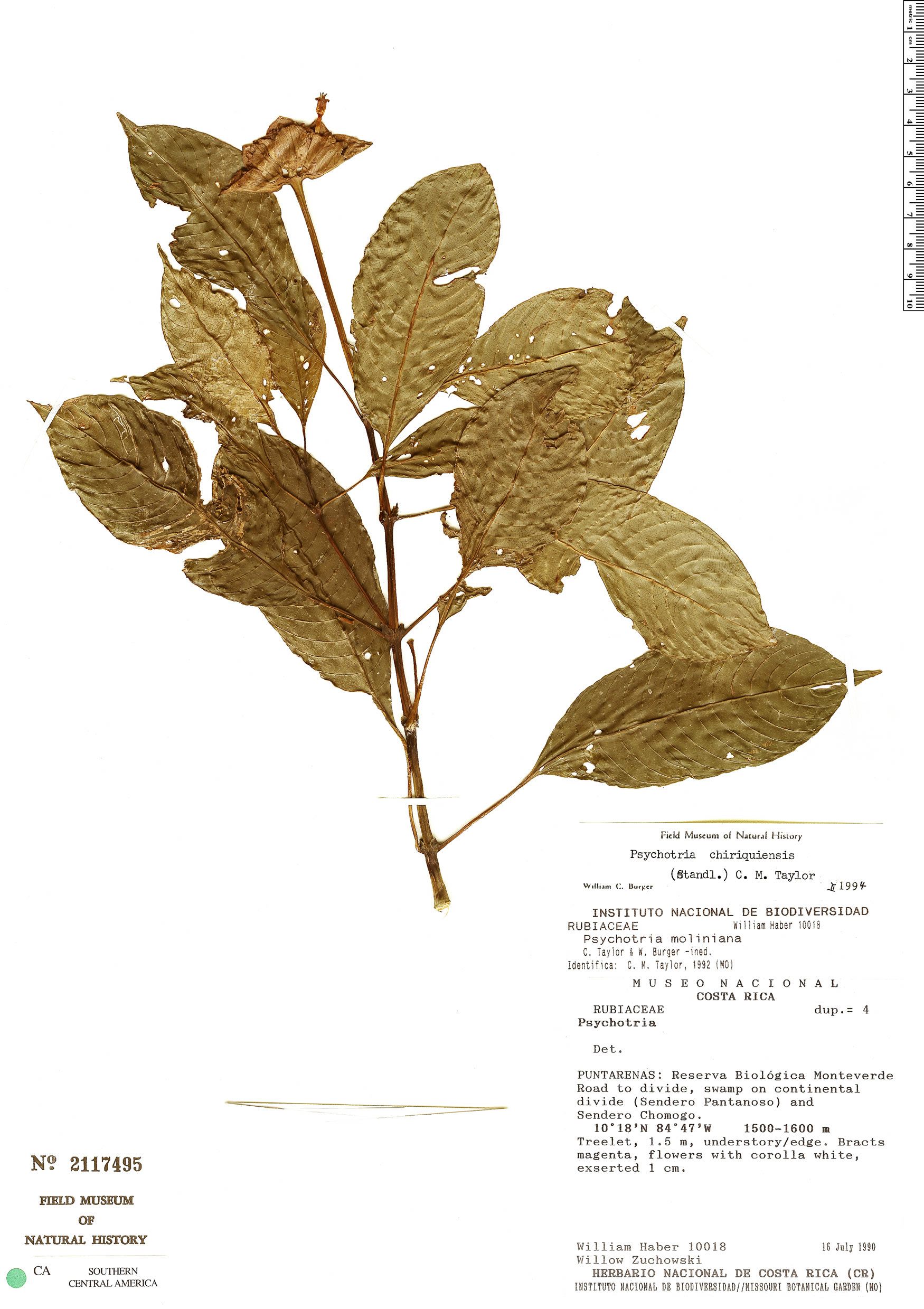 Psychotria chiriquensis image