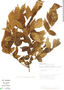 Picramnia teapensis image