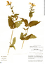 Justicia alpina Lindau, Peru, M. O. Dillon 4505, F