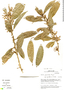 Cestrum peruvianum Roem. & Schult., Peru, M. O. Dillon 6289, F