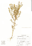 Tagetes multiflora Kunth, Peru, A. Sagástegui A. 14256, F