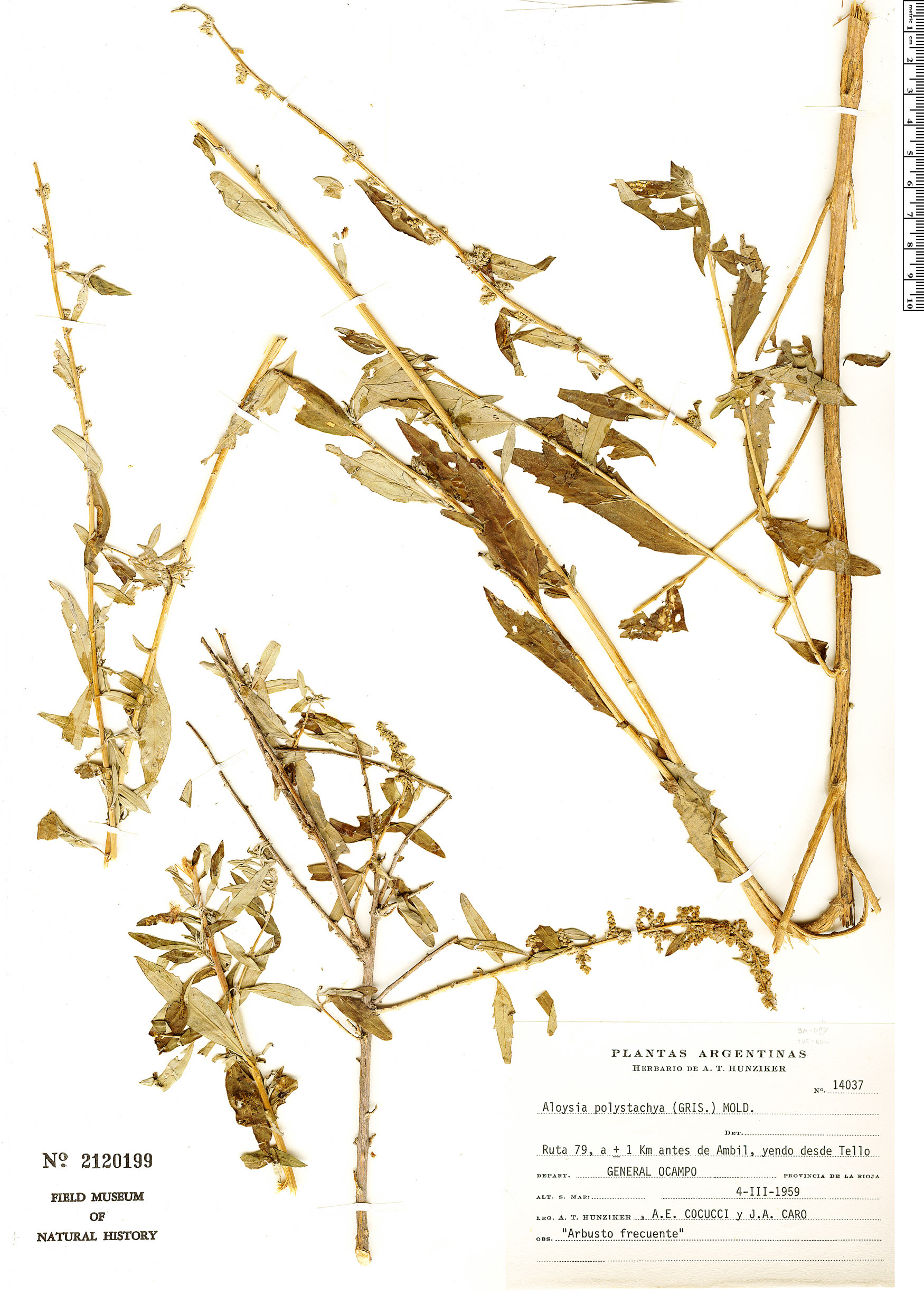 aloysia-polystachya-rapid-reference-the-field-museum