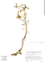 Rorippa nasturtium-aquaticum (L.) Hayek, Mexico, J. Bonilla 440, F