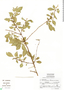 Fuchsia obconica, Mexico, E. García 3381, F