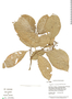 Psychotria racemosa Rich., Guyana, B. Hoffman 3780, F