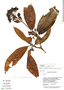 Ixora parviflora Vahl, Guyana, B. Hoffman 3597, F
