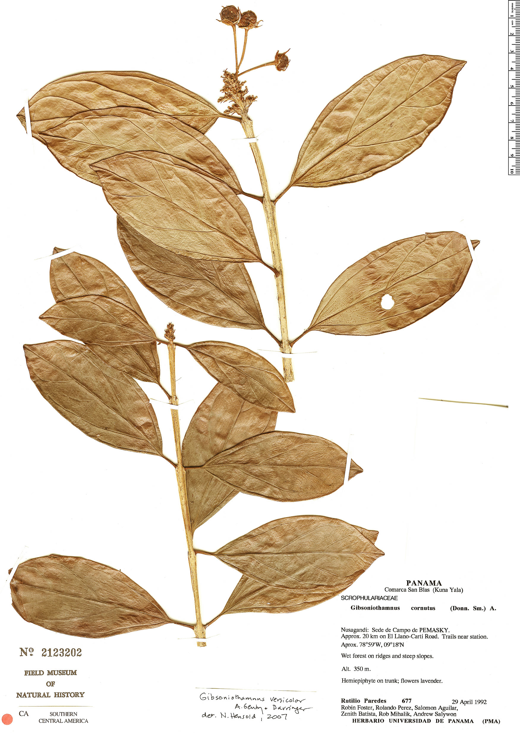 Gibsoniothamnus versicolor image