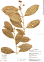 Gibsoniothamnus versicolor A. H. Gentry & Barringer, Panama, R. Paredes Gil 677, F