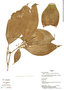 Clidemia evanescens Almeda, Panama, M. Peña 469, Paratype, F