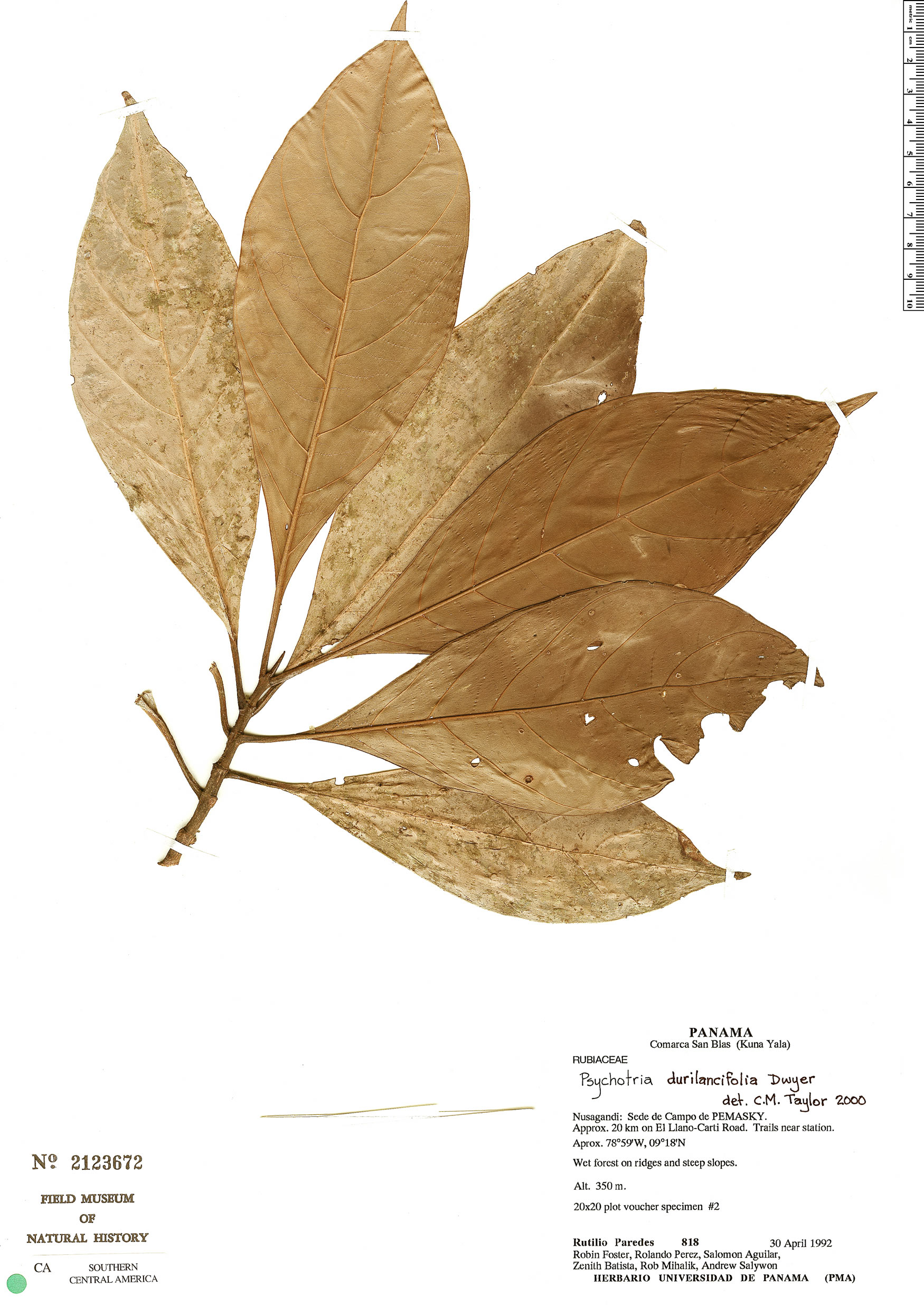 Psychotria durilancifolia image