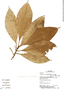 Psychotria durilancifolia image