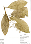 Psychotria sanblasensis C. M. Taylor, Panama, R. Paredes Gil 806, F