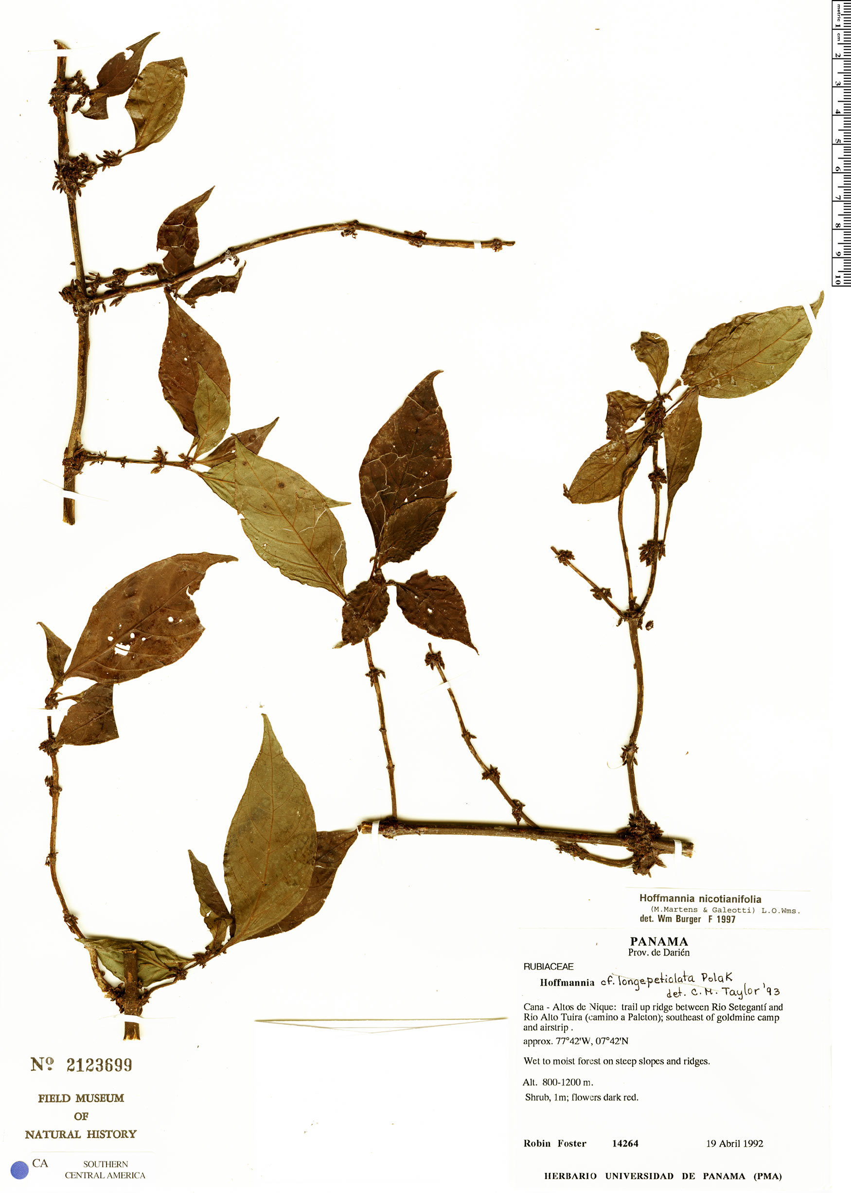Hoffmannia longipetiolata image