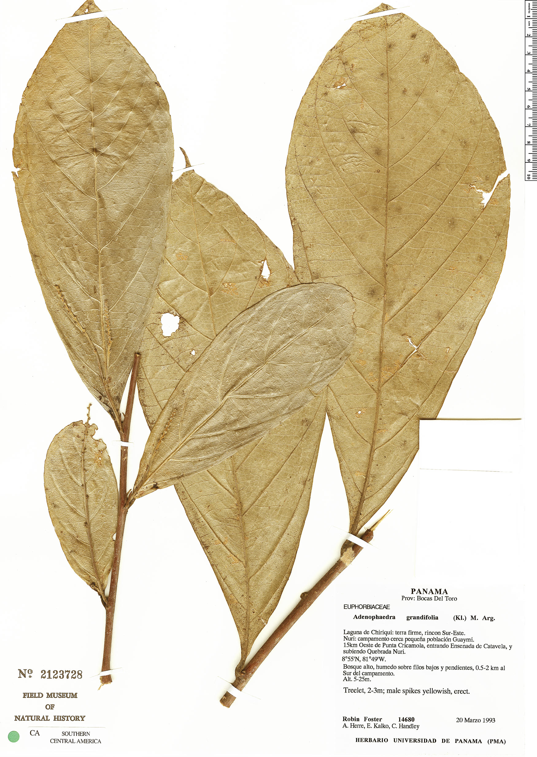 Adenophaedra grandifolia image