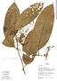 Leretia cordata, Peru, H. Beltrán 615, F