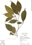 Sloanea meianthera Donn. Sm., Panama, R. B. Foster 14251, F