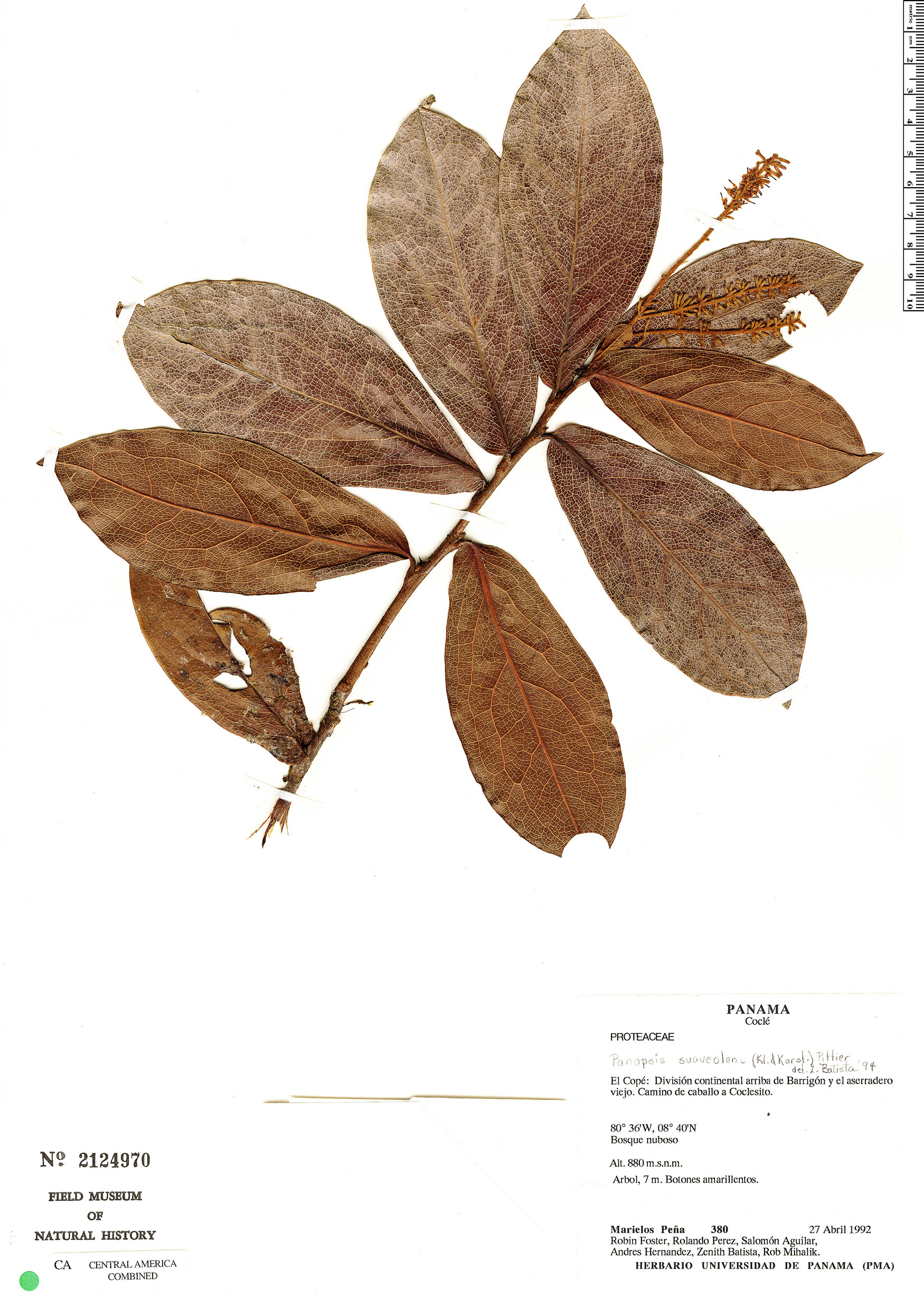 Panopsis suaveolens image