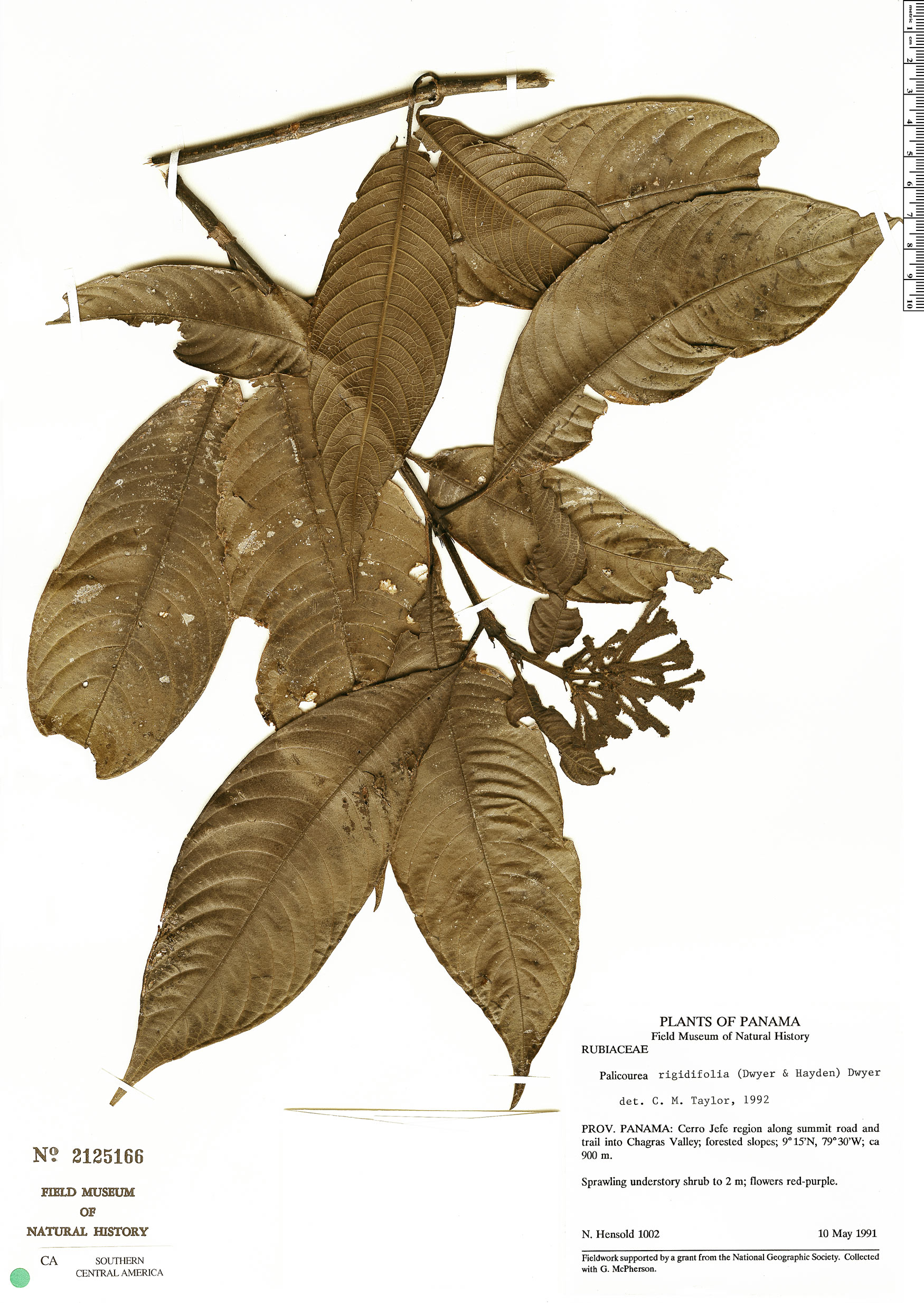 Palicourea rigidifolia image