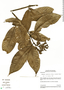 Image of Palicourea rigidifolia