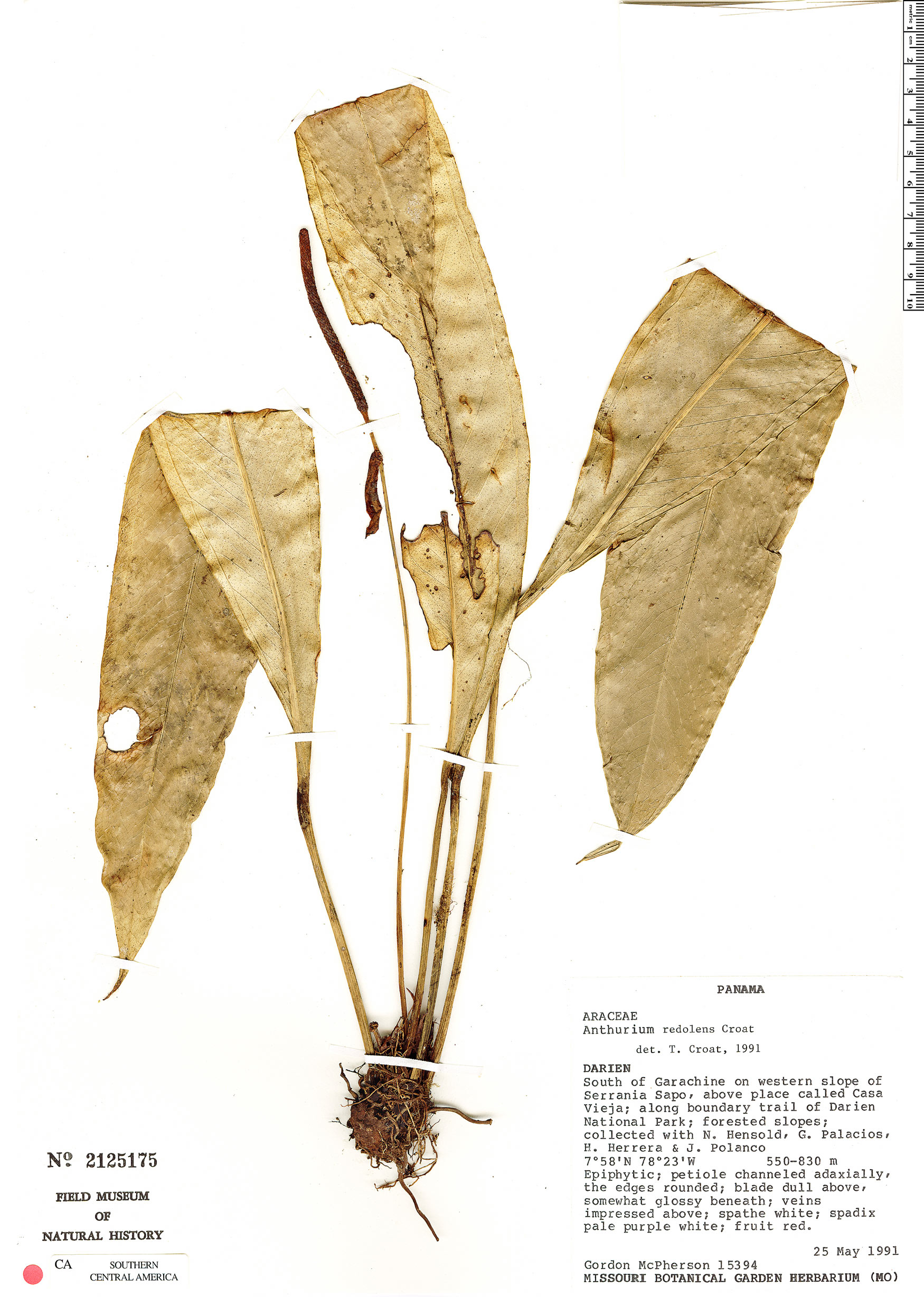 Anthurium redolens image