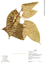 Capparidastrum sola (J. F. Macbr.) X. Cornejo & H. H. Iltis, Peru, H. Beltrán 634, F