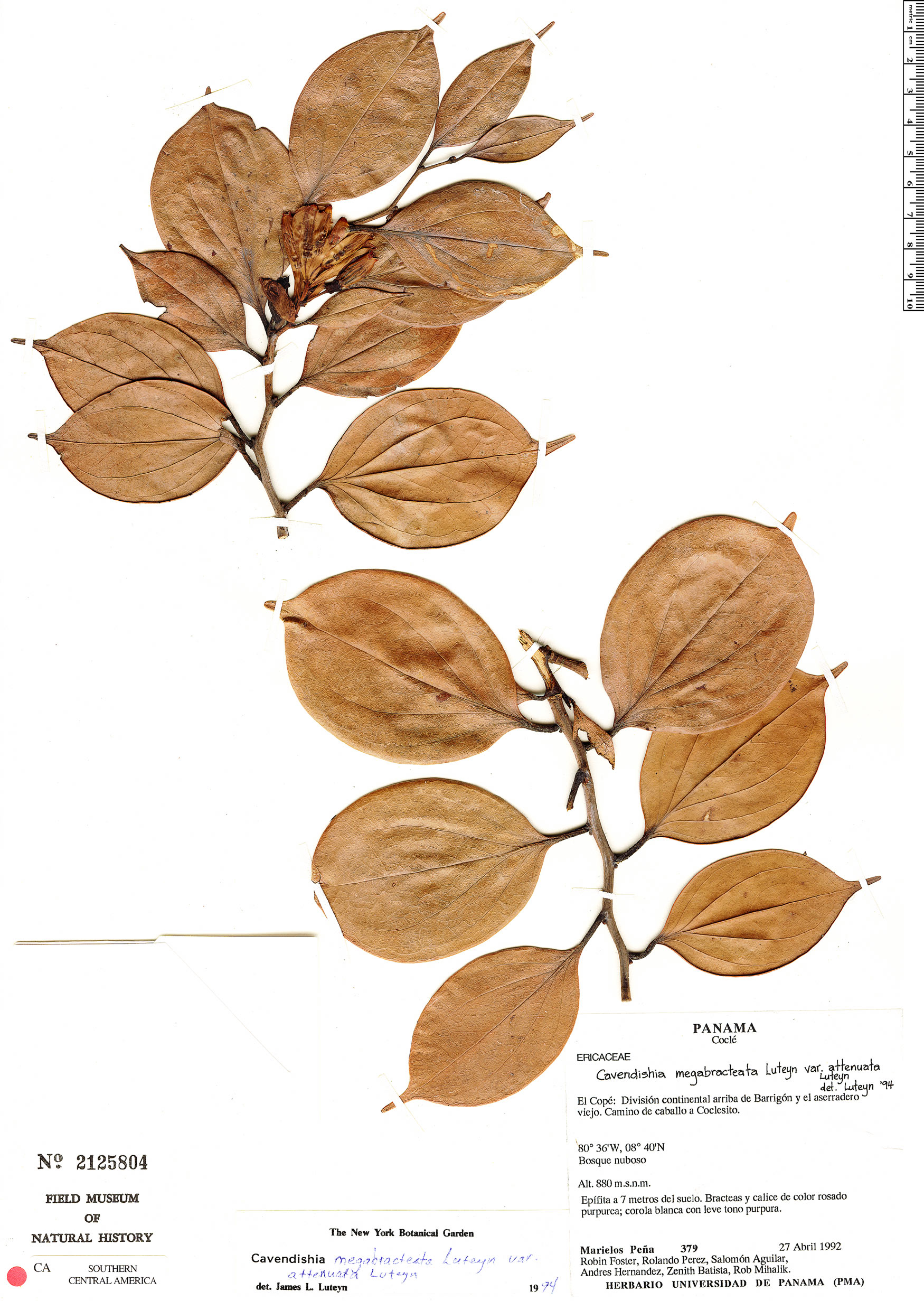 Cavendishia megabracteata var. attenuata image