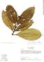 Psychotria cordobensis C. M. Taylor, Colombia, M. Monsalve Benavides 565, F