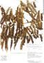 Cyathea costaricensis (Mett. ex Kuhn) Domin, Costa Rica, R. L. Robles 2726, F