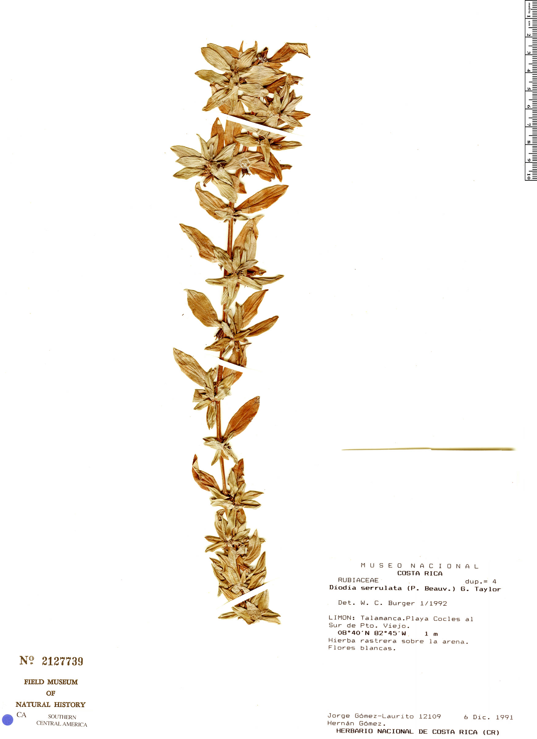 Hexasepalum serrulatum image