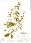 Dicliptera acuminata (Ruíz & Pav.) Juss., Peru, A. Sagástegui A. 14923, F