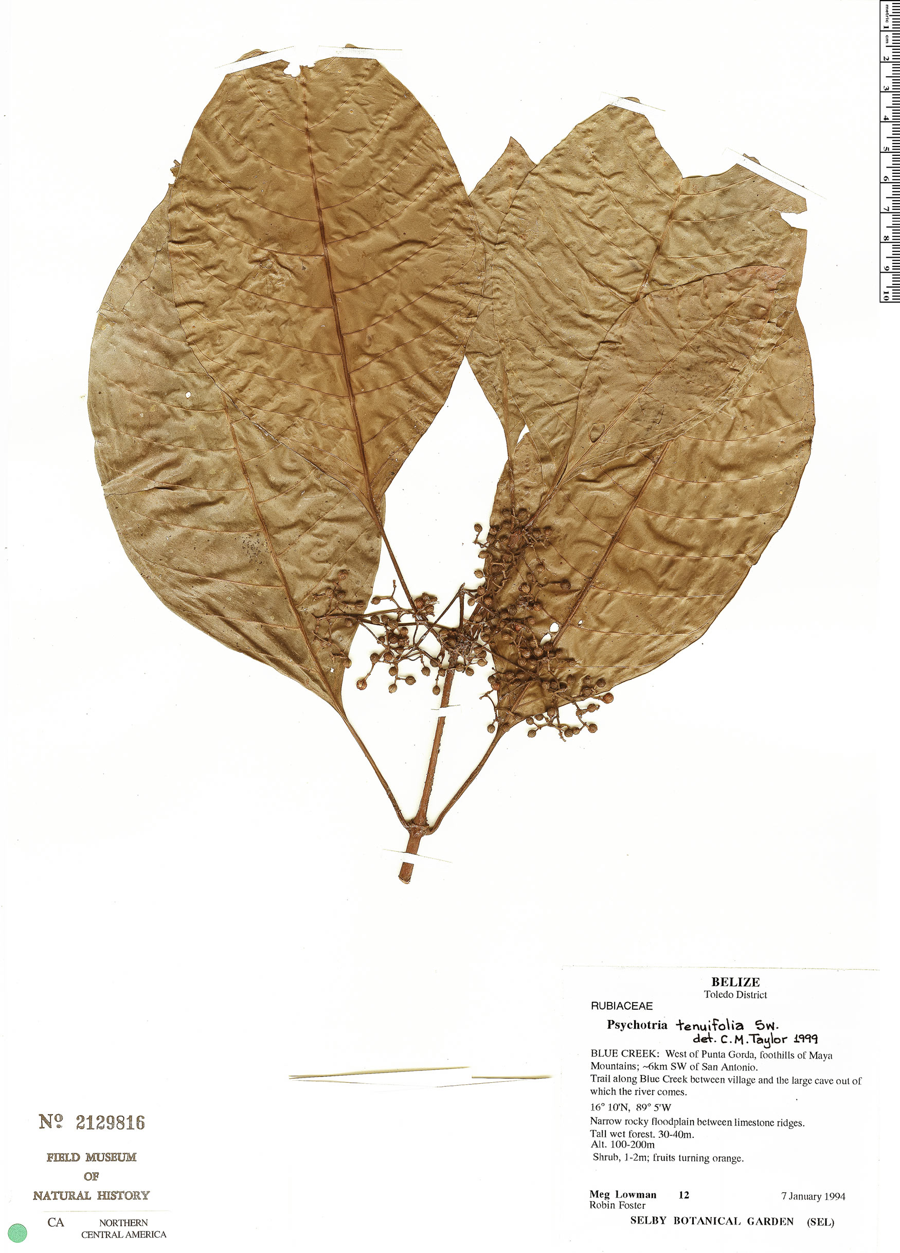 Psychotria tenuifolia image