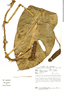 Monstera adansonii var. laniata (Schott) Madison, Colombia, P. A. Silverstone-Sopkin 5698, F