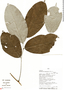 Machaerium cuspidatum, Peru, Rod. Vásquez 13924, F