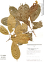 Pouteria reticulata subsp. reticulata, Peru, A. H. Gentry 43807, F