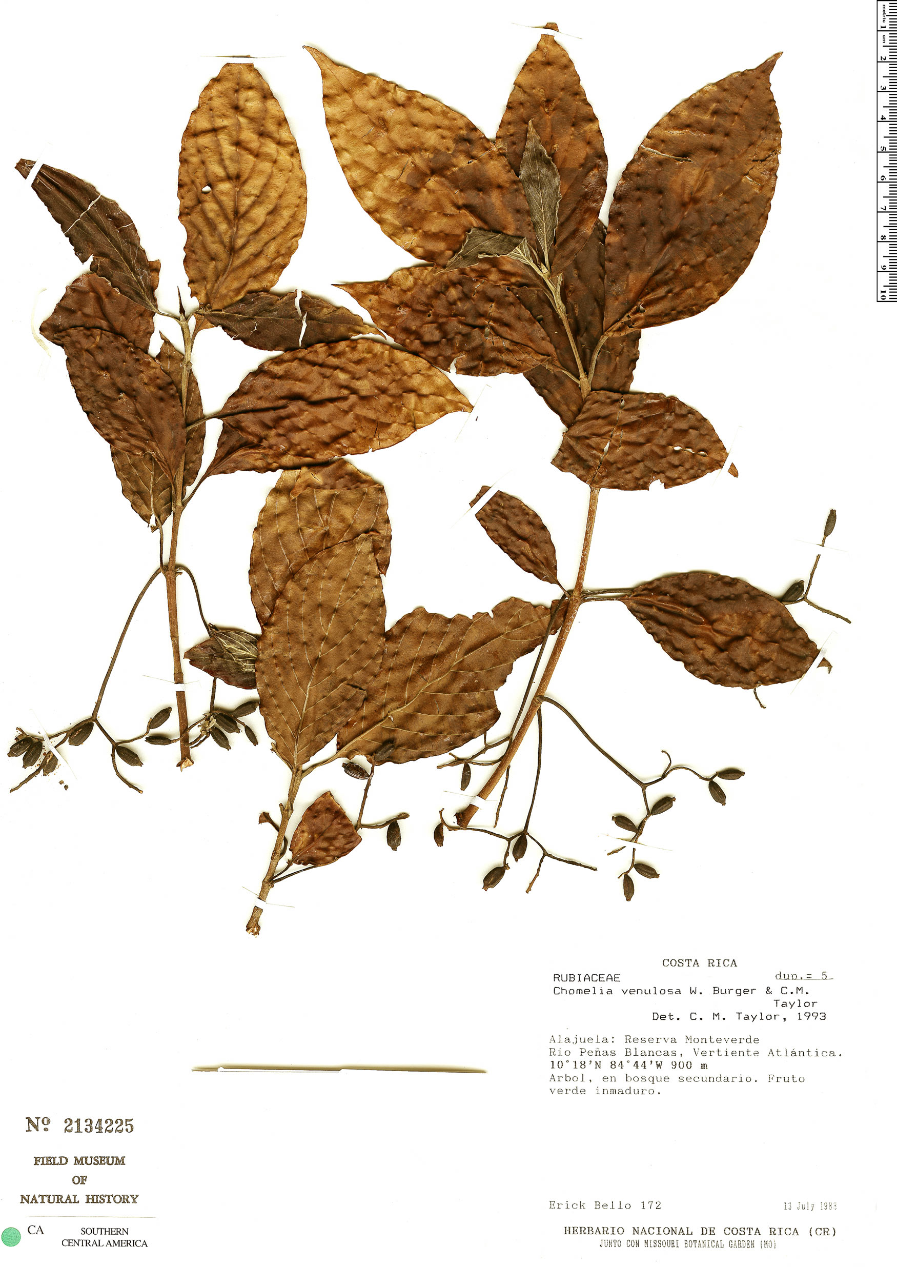 Chomelia venulosa image