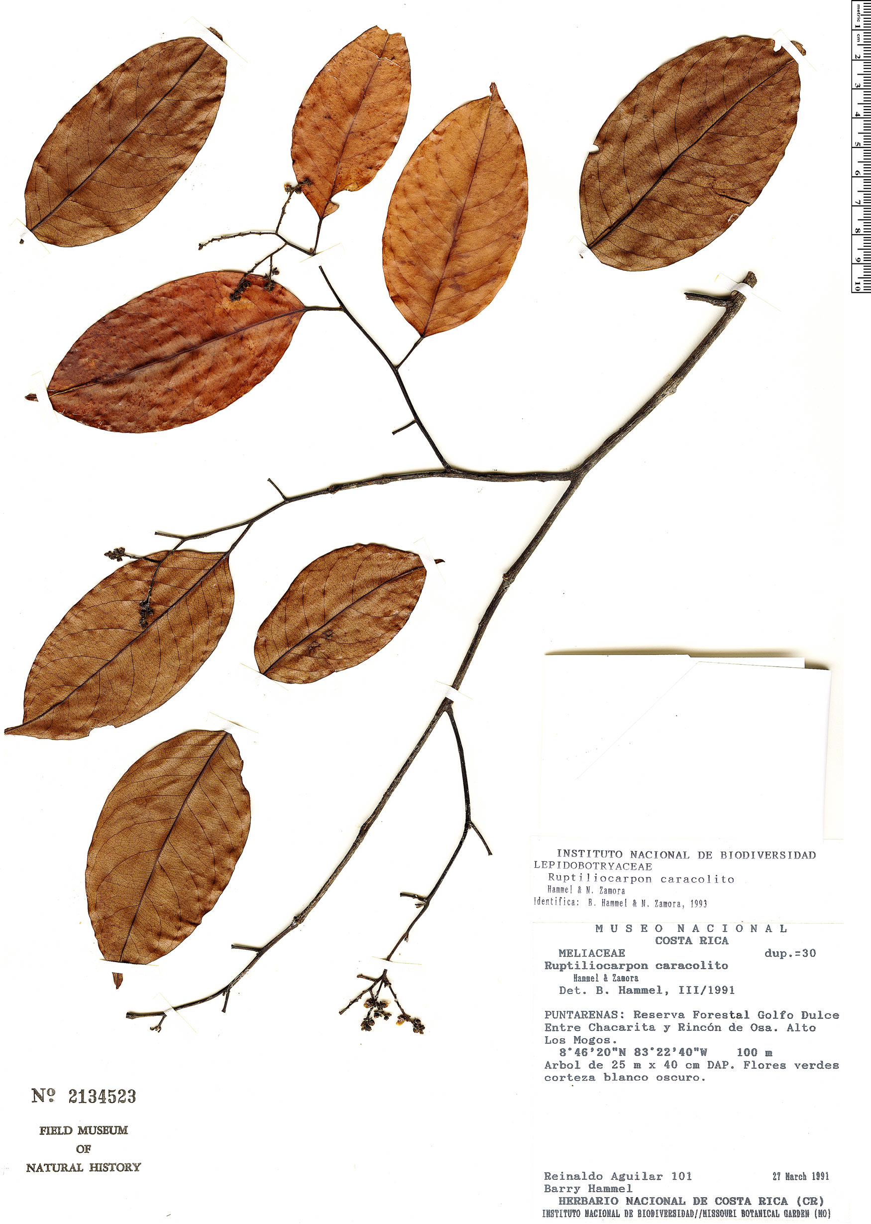 Lepidobotryaceae image