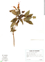 Salvia quitensis Benth., Ecuador, G. W. Harling 8627, F