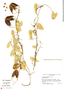 Aristolochia taliscana Hook. & Arn., Mexico, B. Rothschild 123, F