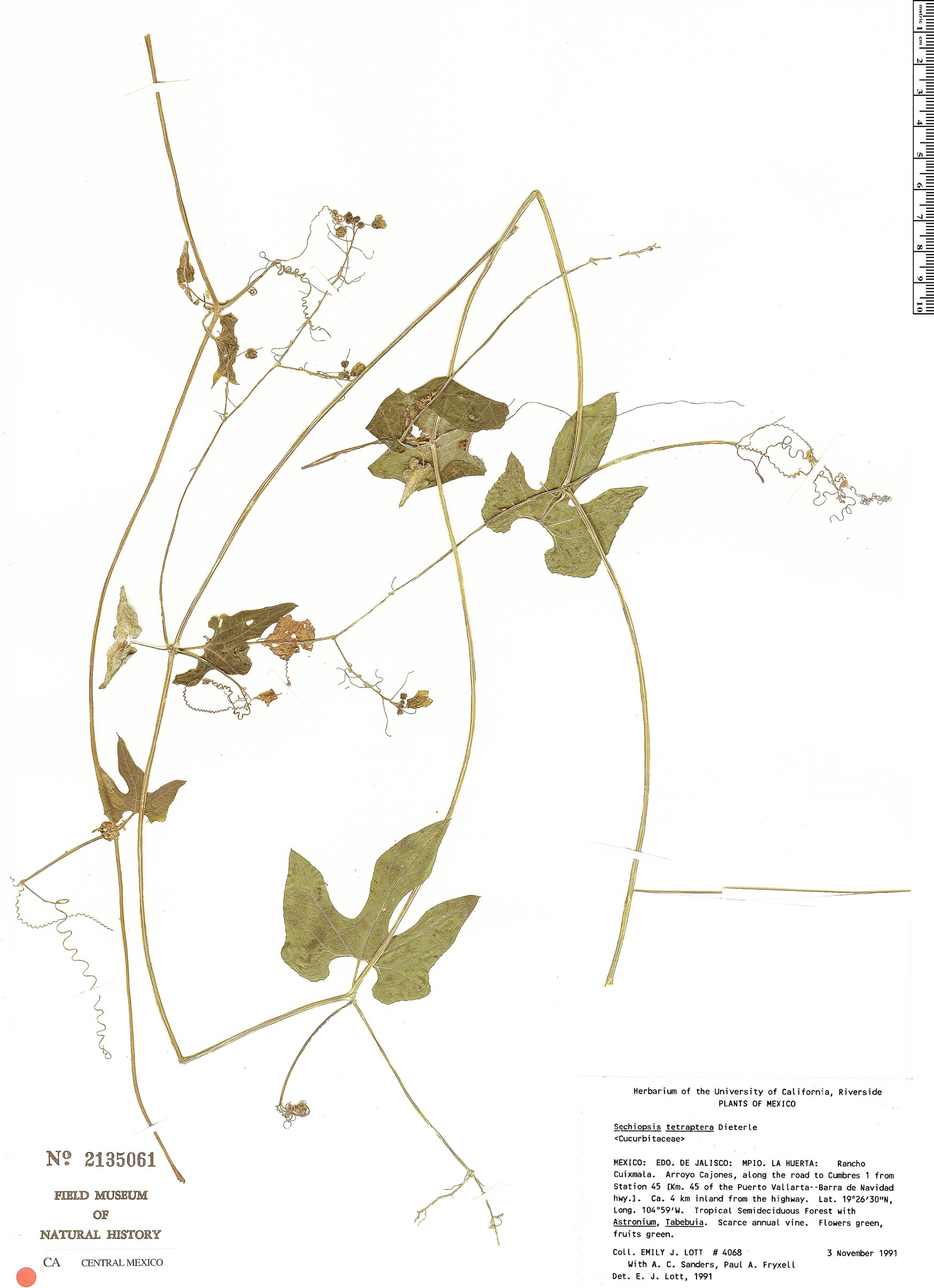 Sechiopsis tetraptera image