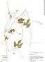 Sechiopsis tetraptera Dieterle, Mexico, E. J. Lott 4068, F