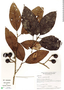 Meliosma occidentalis Cuatrec., Panama, M. D. Corrêa A. 9254, F