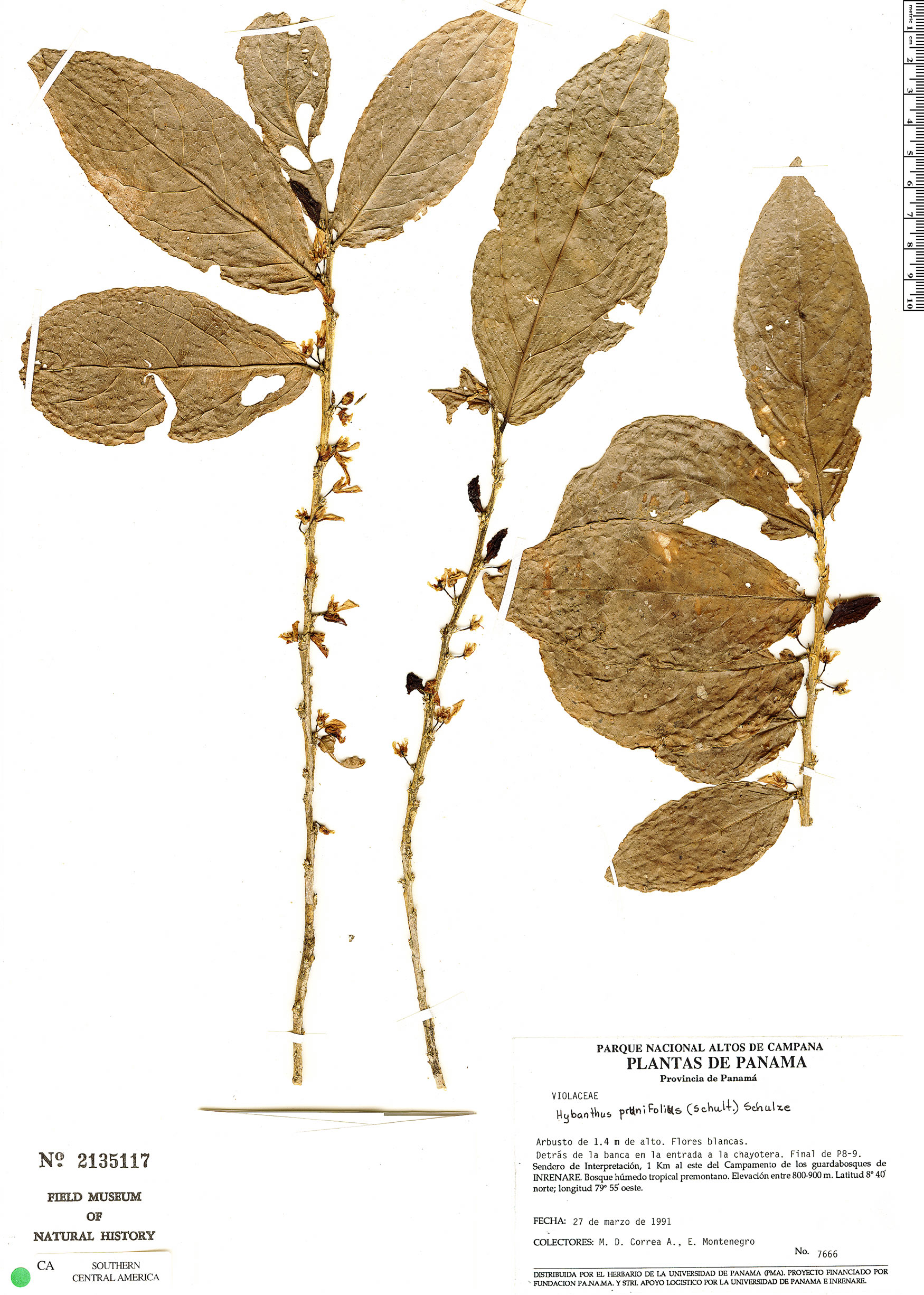 Hybanthus denticulatus image