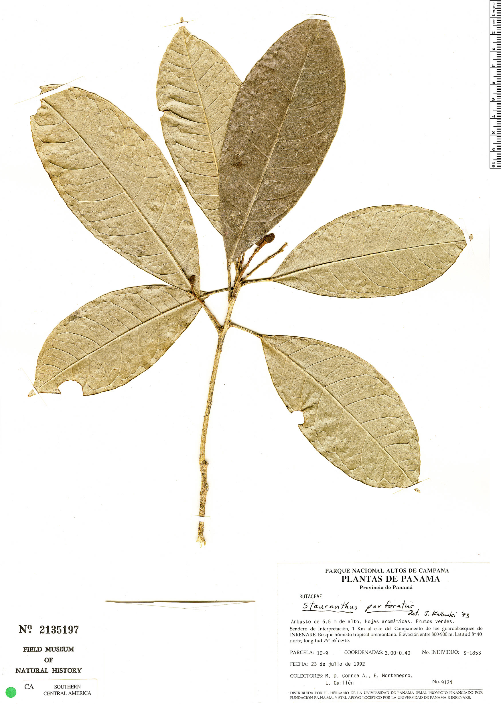 Stauranthus perforatus image