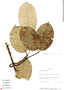 Cheiloclinium Miers, Ecuador, A. H. Gentry 80674, F