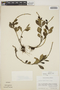 Peperomia olivacea C. DC., Mexico, A. Shilom Ton 1427, F