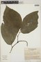 Piper peracuminatum image