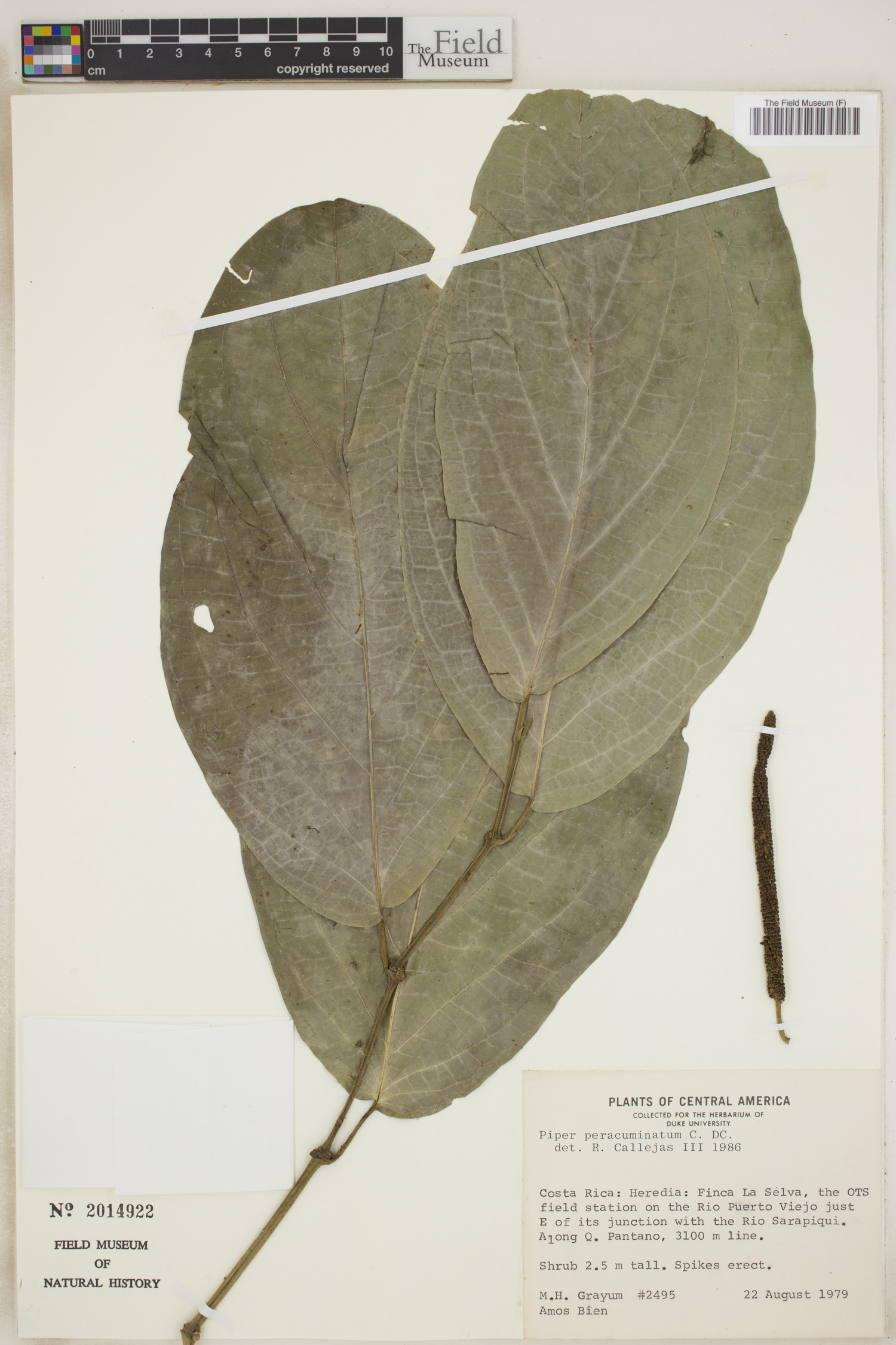 Piper peracuminatum image